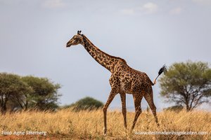 Giraff, Foto Agne Säterberg