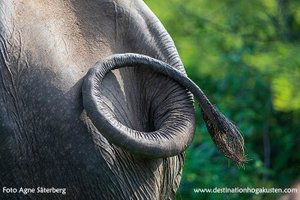 Elefant, Foto Agne Säterberg