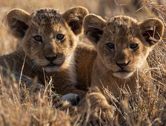 Foto Agne Säterberg, lejon tansania