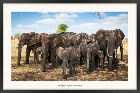 Fotograf Agne Säterberg, Elefanter